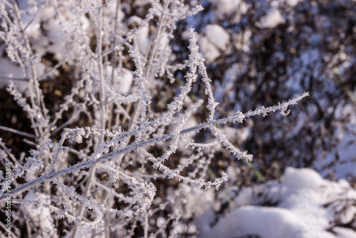 Schnee und Eiskristalle an vertrockneten Blütenständen