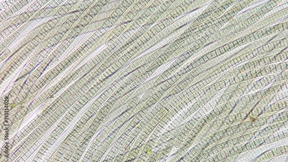 Obraz premium Freshwater cyanobacteria, Oscillatoria sp. Fresh sample. 920x magnification. Selective focus image