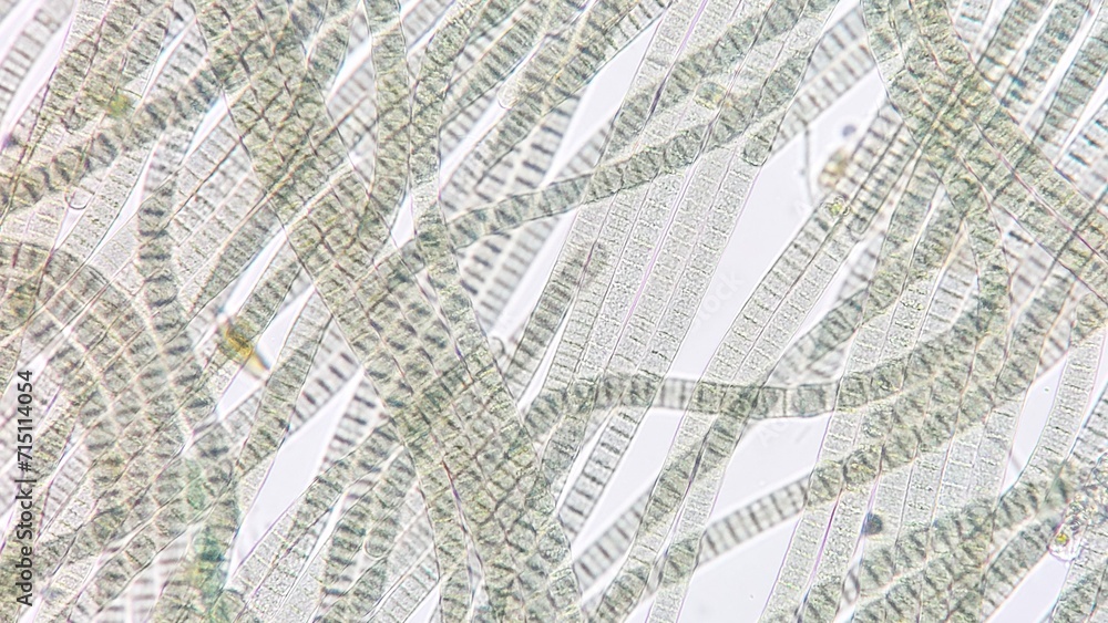 Obraz premium Freshwater cyanobacteria, Oscillatoria sp. Fresh sample. 920x magnification. Selective focus image
