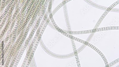 Freshwater cyanobacteria, Oscillatoria sp. Fresh sample. 920x magnification. Selective focus image photo