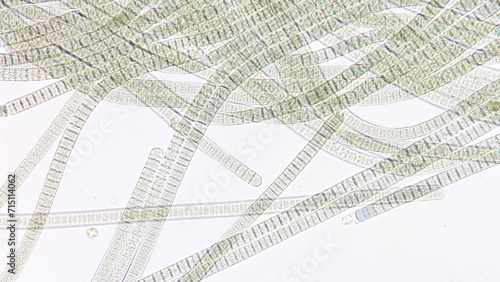 Freshwater cyanobacteria, Oscillatoria sp. Fresh sample. 920x magnification. Selective focus image