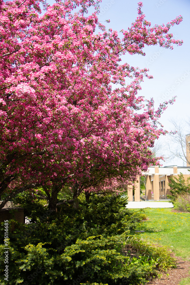 Naklejka premium Blooming apples trees in a park