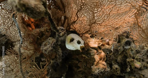 Masked pufferfish lost in the center of a charming fire coral reef.