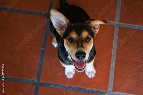 border collie dog