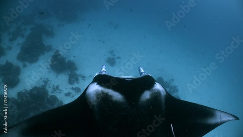 A large Manta Ray enters frame and swims below viewer with a remora fish stuck to its back photo