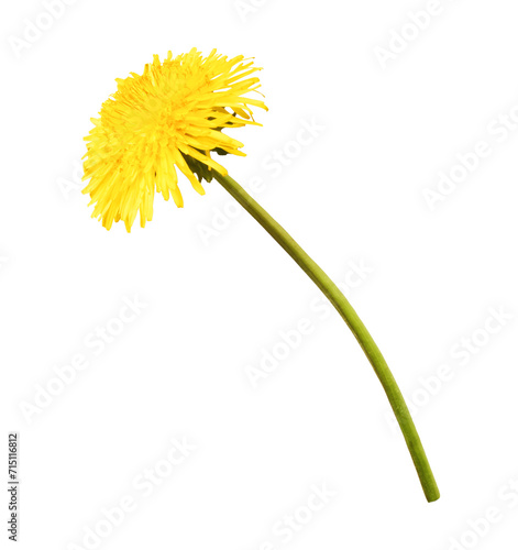 Yellow flowers of the dandelion photo