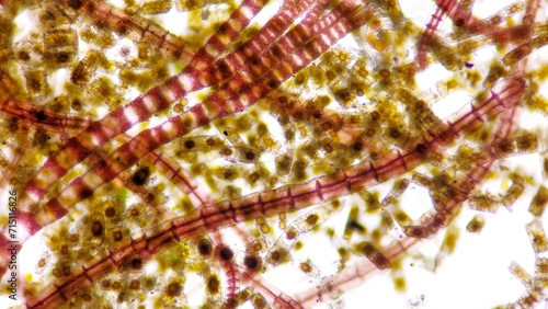 Marine diatom, Biddulphia sp. Algae blooming. Live-cell. Selective focus image photo