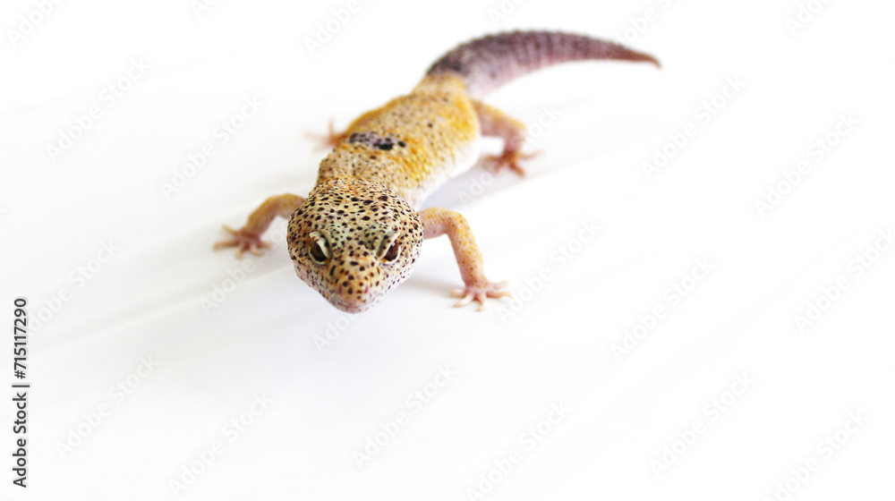 Close-up of Leopard Gecko 
