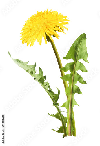 Yellow flowers of the dandelion photo