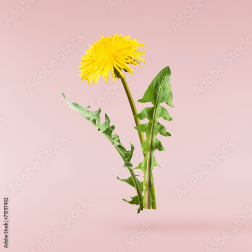 Yellow flowers of the dandelion photo