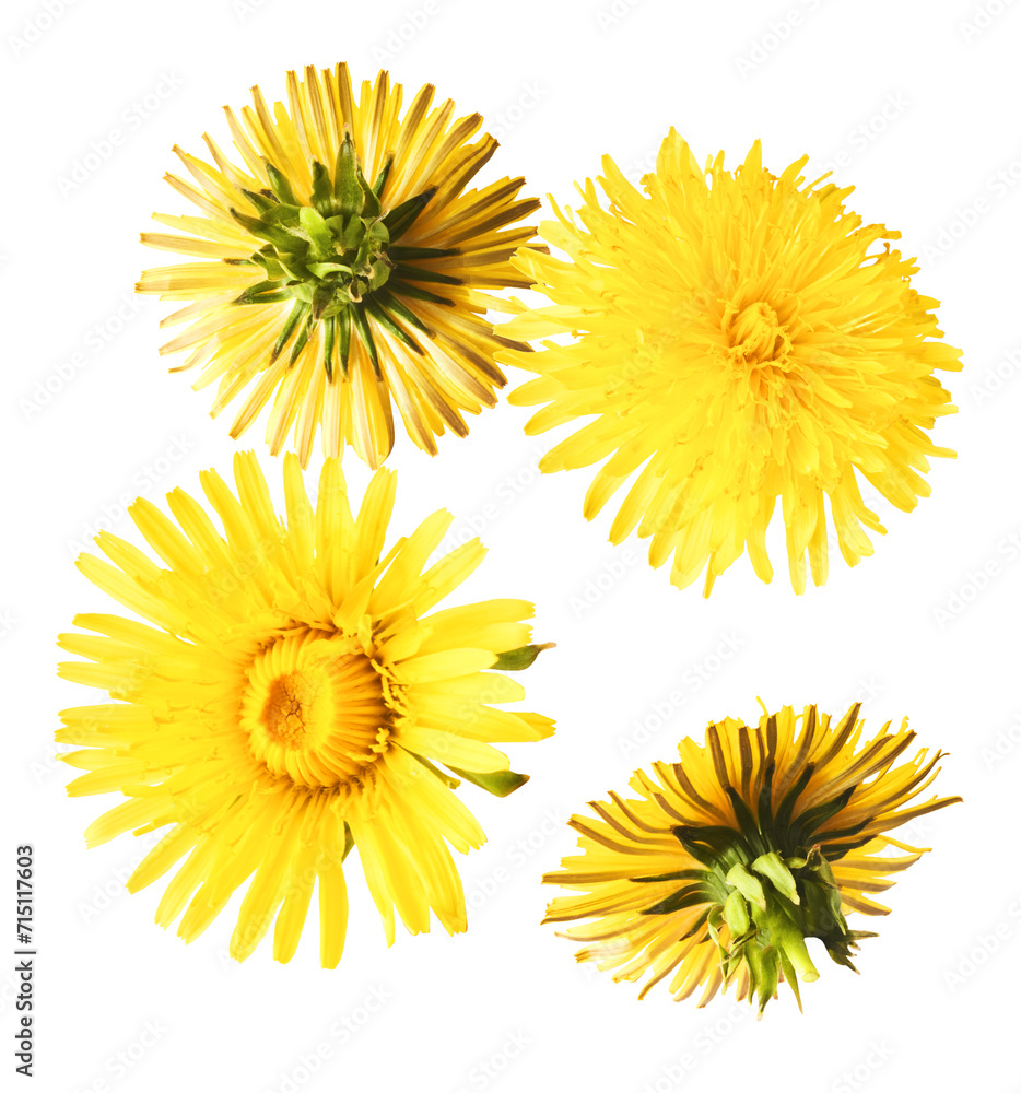 Yellow flowers of the dandelion Yellow flowers of the dandelion