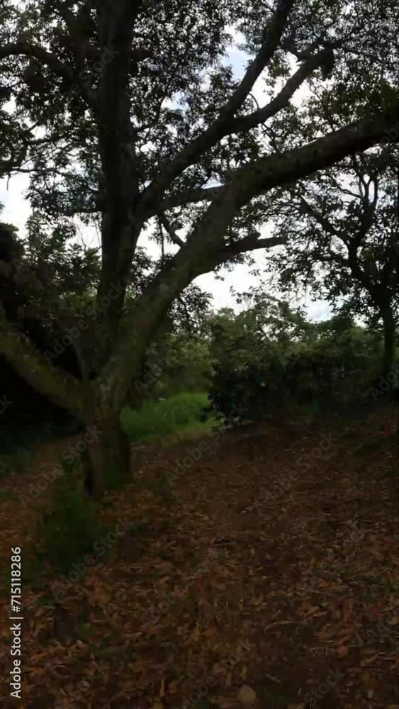 time lapse caminhando por trilha na cidade de Boa Esperança, Estado de Minas Gerais, Brasil time lapse caminhando por trilha na cidade de Boa Esperança, Estado de Minas Gerais, Brasil