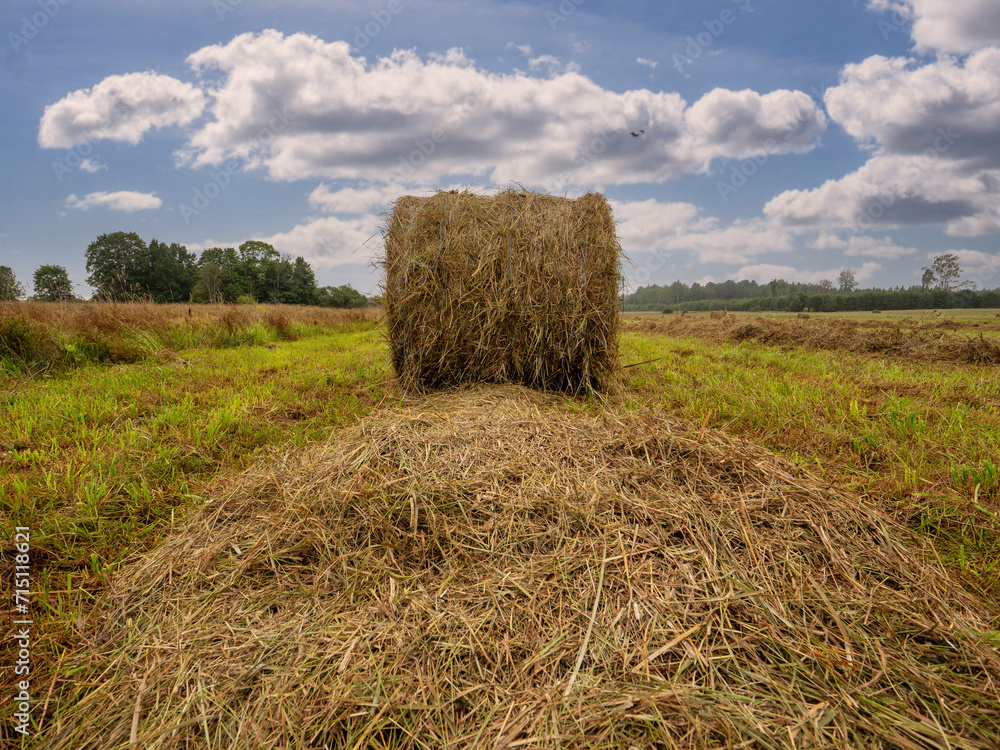 Round bale of grass hay in a filed, Blue cloudy sky in the background. Agriculture and farming industry. Winter season preparation. Use of modern heavy machinery.