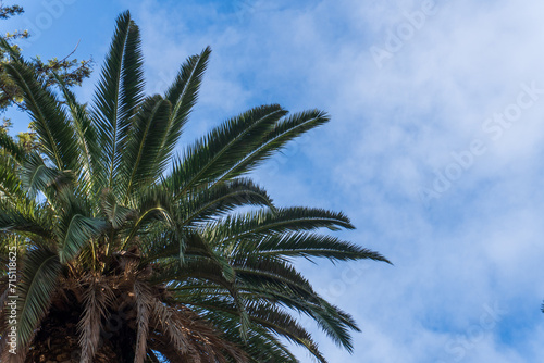 palm trees against blue sky