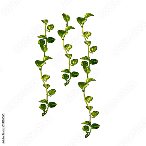 Ivy garland leaf twigs on isolated transparent background