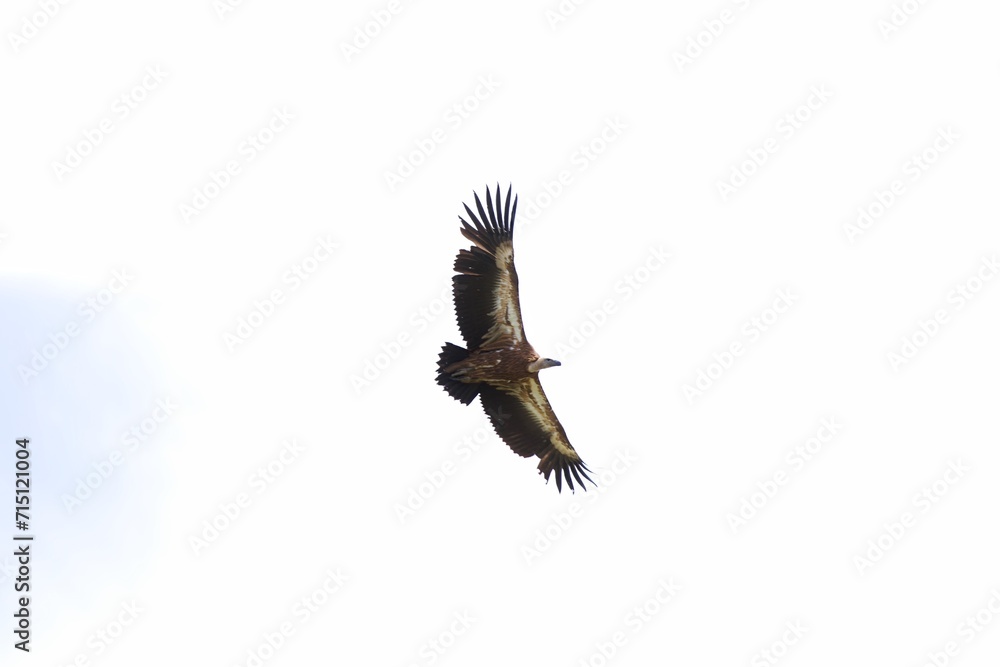 Obraz premium vulture in flight