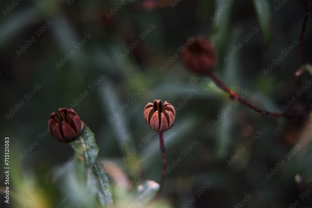 red poppy flower red poppy flower