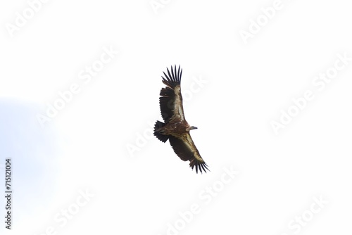 vulture in flight © Victor