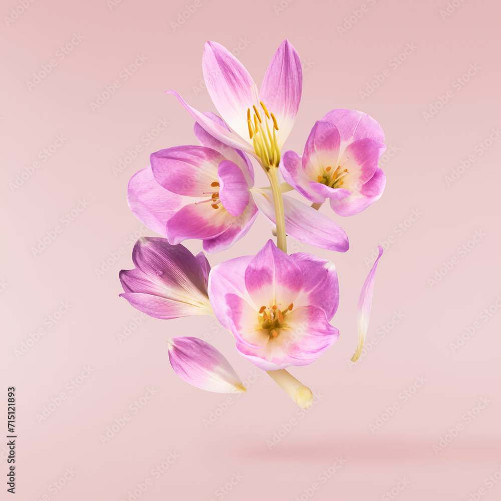 Fototapeta premium Fresh purple crocus isolated