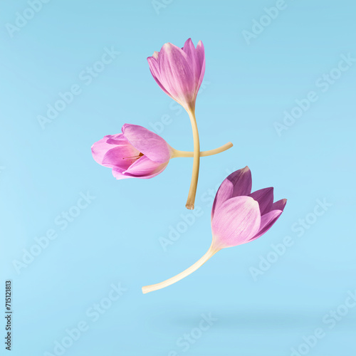 Fresh purple crocus isolated