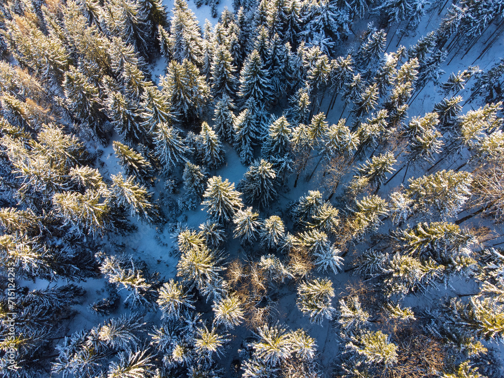 Aerial view: Forest in winter