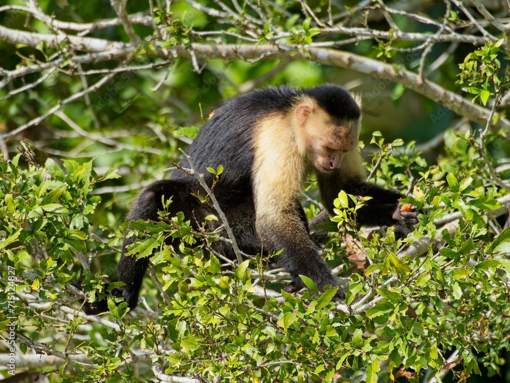 Capuchin monkey in Lake Gatun, Panama Capuchin monkey in Lake Gatun, Panama