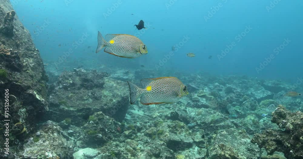 Group of gold saddle rabbitfish swim between deep rocks and corals. Group of gold saddle rabbitfish swim between deep rocks and corals.