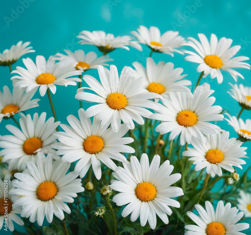 White daisies on blue background. Flat lay, top view