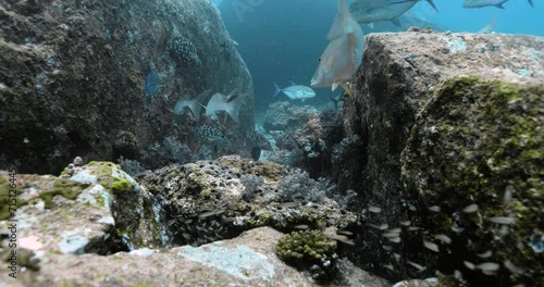 Longface emperor fish and other fishes swimming deep in the sea. photo