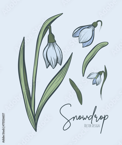 Line art set of snowdrop botanical illustration. Flower floral group or wedding invitation and cards, logo design, web, social media and poster, template, advertisement, beauty and cosmetic industry.