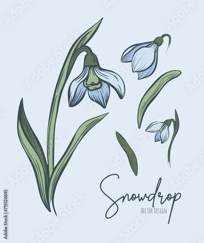 Line art set of snowdrop botanical illustration. Flower floral group or wedding invitation and cards, logo design, web, social media and poster, template, advertisement, beauty and cosmetic industry.