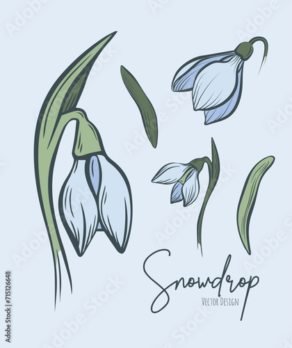 Line art set of snowdrop botanical illustration. Flower floral group or wedding invitation and cards, logo design, web, social media and poster, template, advertisement, beauty and cosmetic industry.