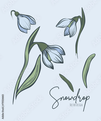 Line art set of snowdrop botanical illustration. Flower floral group or wedding invitation and cards, logo design, web, social media and poster, template, advertisement, beauty and cosmetic industry.