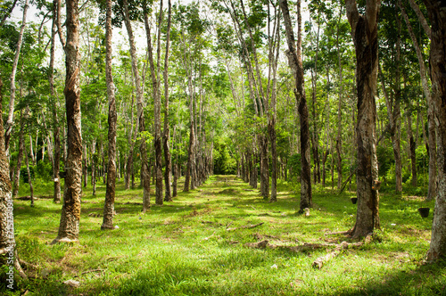Rows of rubber trees being tapped in a plantation photo