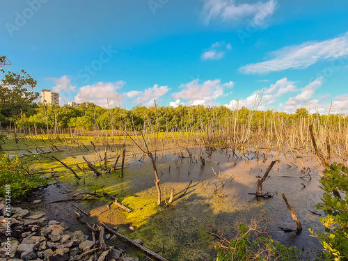 Obraz na plátně Degraded mangrove near urban area