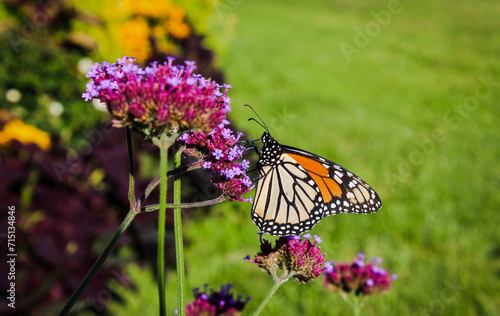 Butterfly Garden © Haley