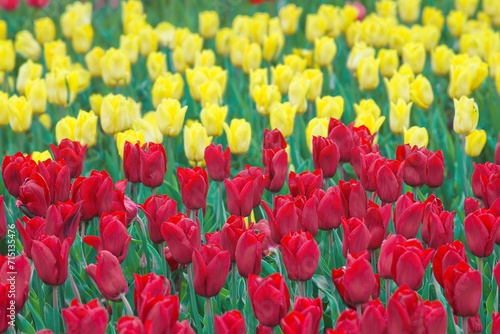 Red and yellow tulips flowers with green leaves blooming in a meadow  park  flowerbed   outdoor. World Tulip Day. Tulips field  nature  spring  floral background.