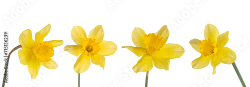 Set, collection of single yellow flowers Daffodils isolated on white, transparent background, PNG. Spring season bloom of Jonquil, Easter bells, blossom of  narcissus