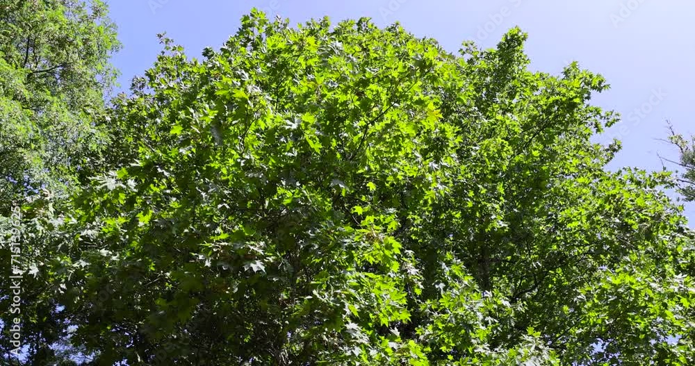 beautiful green foliage of hornbeam trees in sunny weather, beautiful green foliage of hornbeam in warm clear weather beautiful green foliage of hornbeam trees in sunny weather, beautiful green foliage of hornbeam in warm clear weather