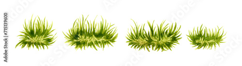Watercolor illustration of green fluffy grass. Element of natural lawn with lush vegetation. Isolated on a white background. Background element for the design of gardens, landscapes, parks, forests