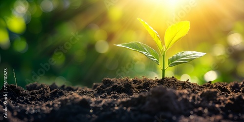 Green seedling growing from seed in the morning light, agriculture concept