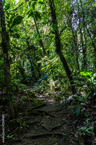 Chachagua Rainforest Costa Rica © Paul Harrison