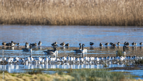 Canada Goose  Branta canadensis birds on frozen marshes