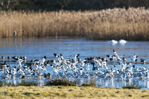 Pied Avocet, Recurvirostra avosetta, birds in flight over winter marshes at sunrise © Maciej Olszewski