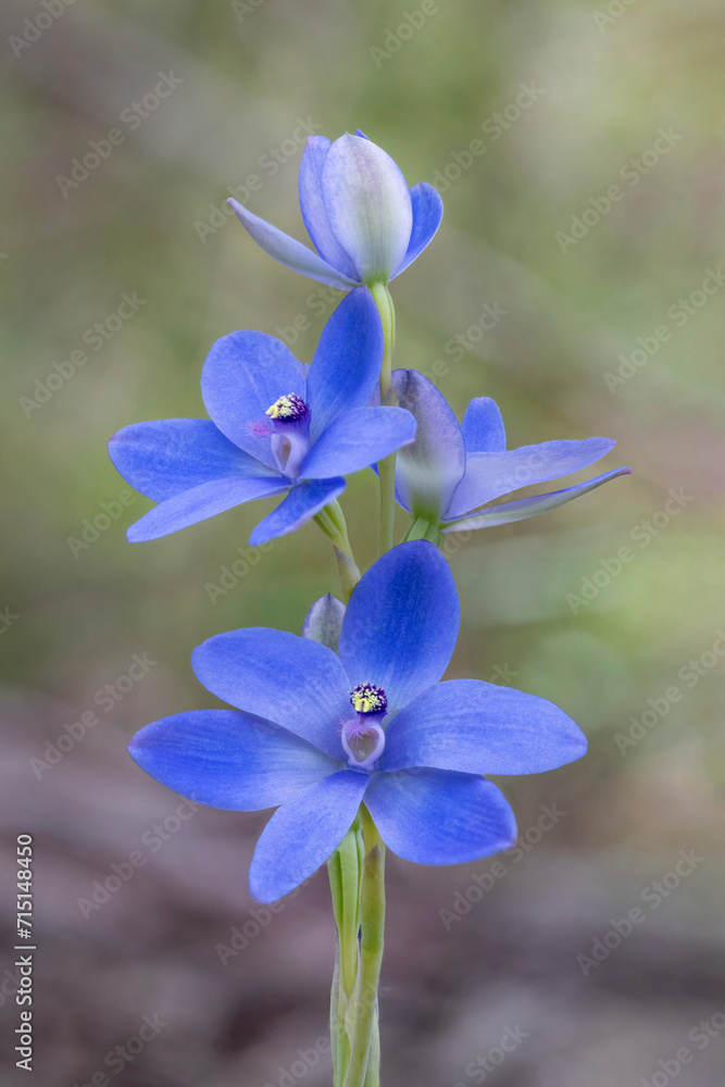 Close-up of Blue Lady Orchid (Thelymitra crinita) - Leeuwin-Naturaliste National Park, Western Australia Close-up of Blue Lady Orchid (Thelymitra crinita) - Leeuwin-Naturaliste National Park, Western Australia