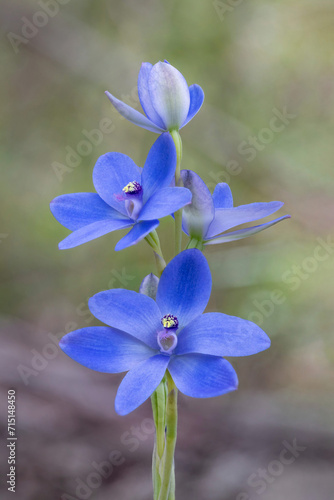 Close-up of Blue Lady Orchid (Thelymitra crinita) - Leeuwin-Naturaliste National Park, Western Australia