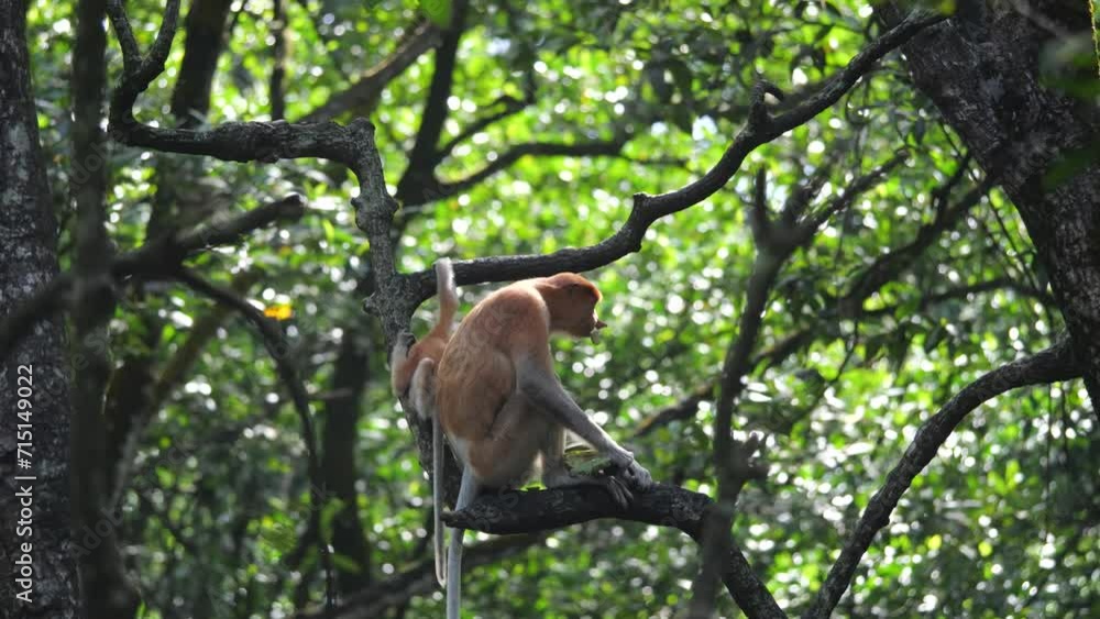 Long Nose monkey with baby. Proboscis monkey baby playing in mangrove tree. Female proboscis monkey (Nasalis larvatus) with her baby in a natural habitat in rainforest of Borneo Island Long Nose monkey with baby. Proboscis monkey baby playing in mangrove tree. Female proboscis monkey (Nasalis larvatus) with her baby in a natural habitat in rainforest of Borneo Island