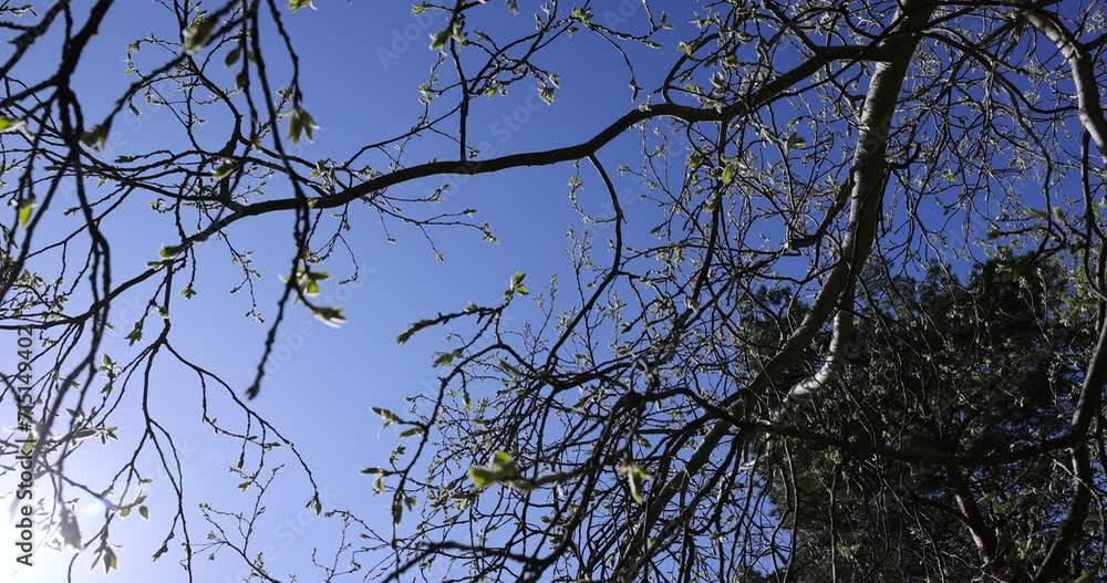 young foliage on deciduous trees in the forest in the spring season, different trees in the forest in the spring young foliage on deciduous trees in the forest in the spring season, different trees in the forest in the spring