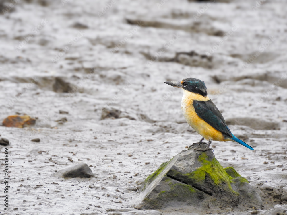 Sacred Kingfisher Perched on Rock in Mud Flat Sacred Kingfisher Perched on Rock in Mud Flat