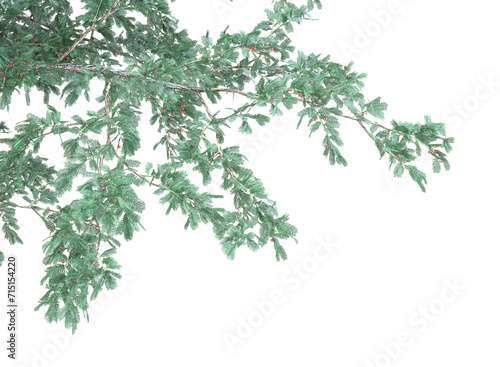 English yew tree and branches isolated